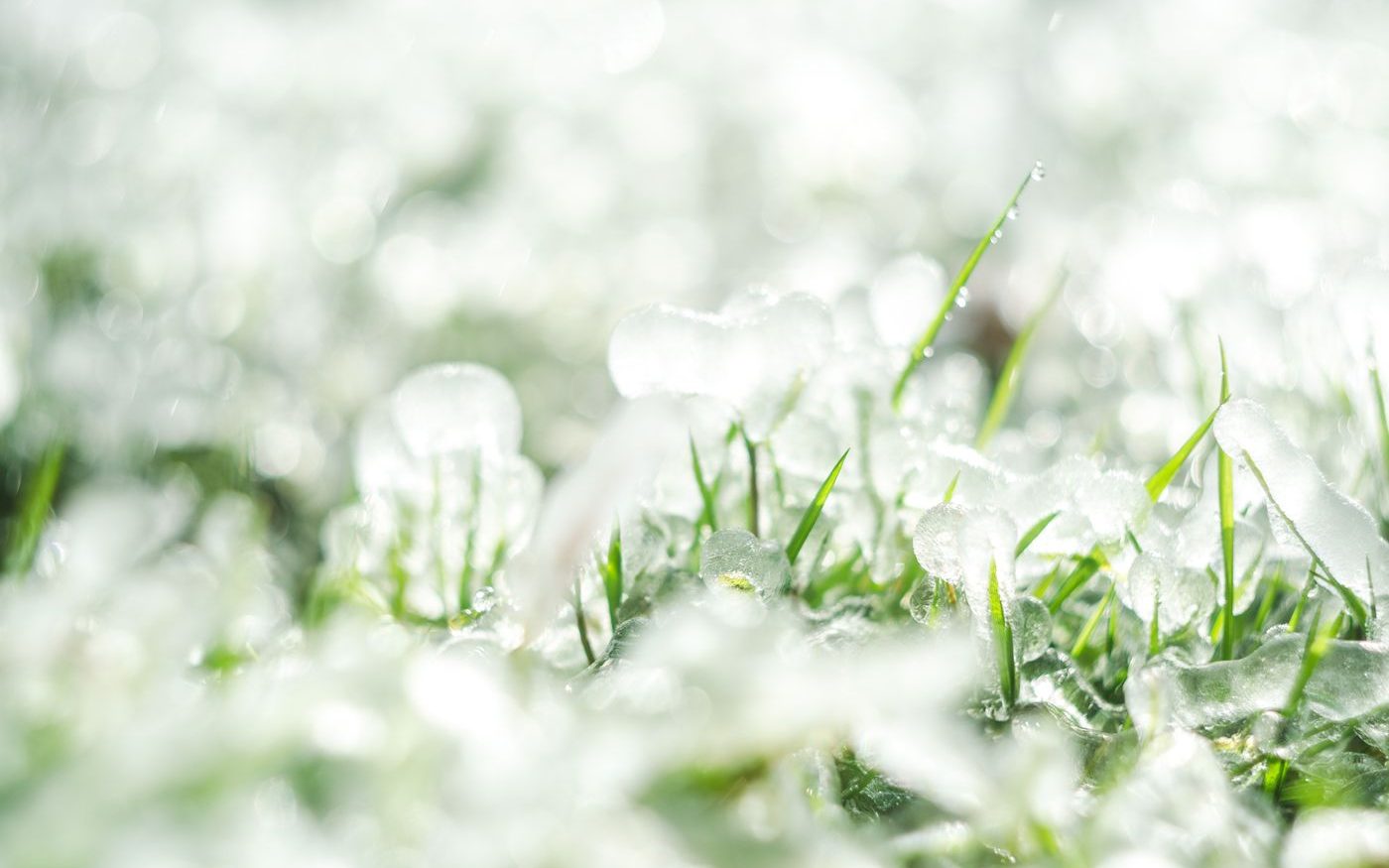 Hailstones melting on green grass in sunlight